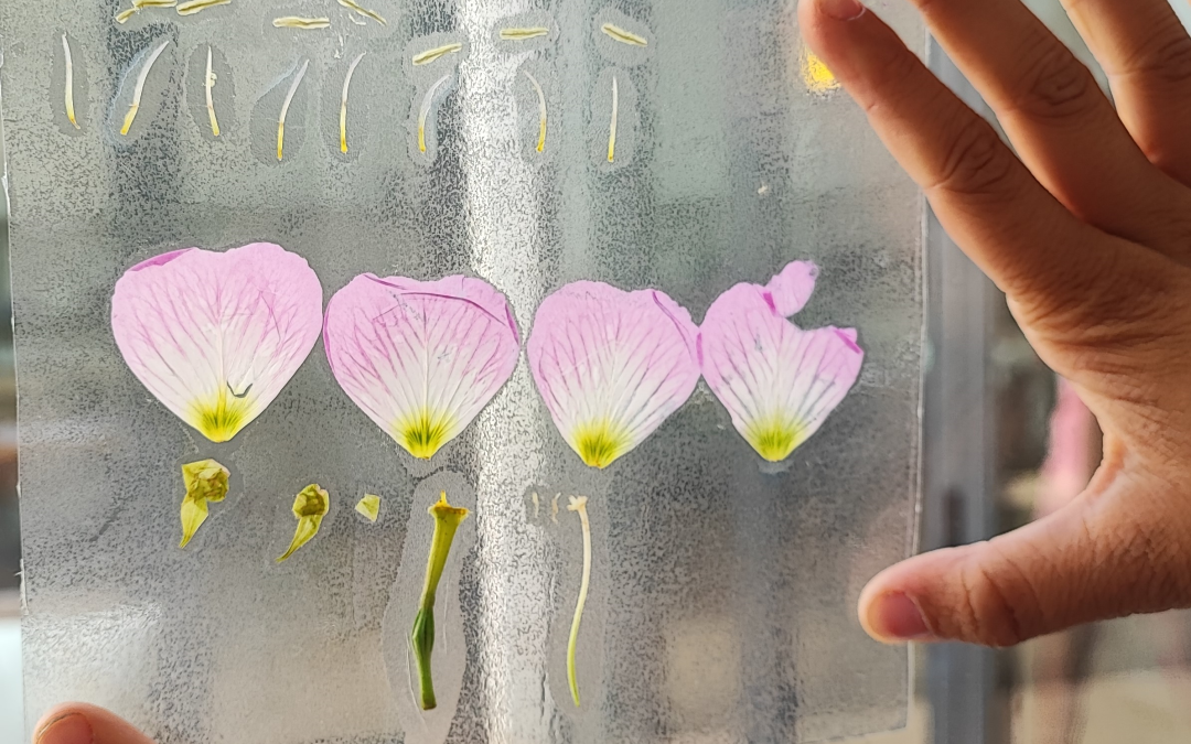  Desmontando flores: exploración artística y científica